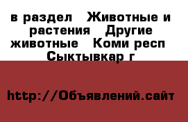  в раздел : Животные и растения » Другие животные . Коми респ.,Сыктывкар г.